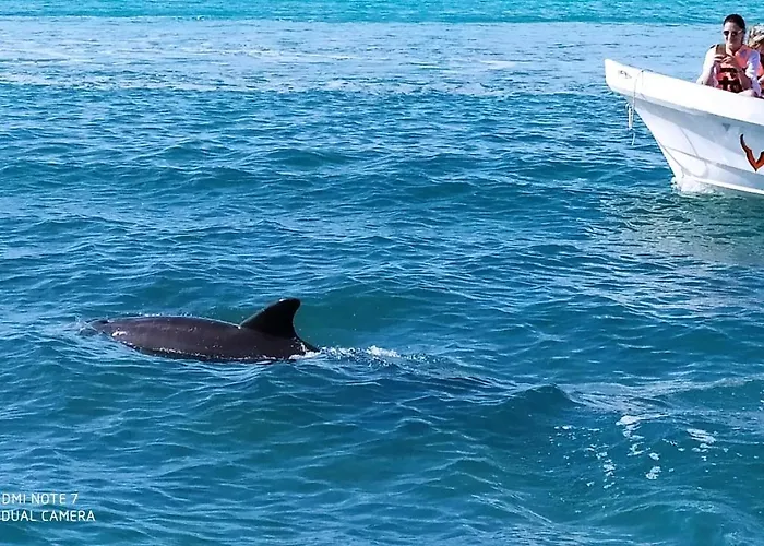 Palapas De Pensión Punta Allen