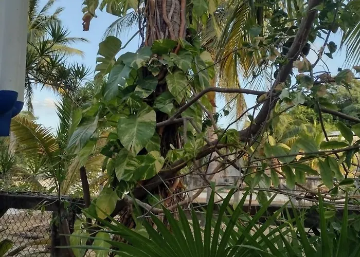 Palapas De Pensión
