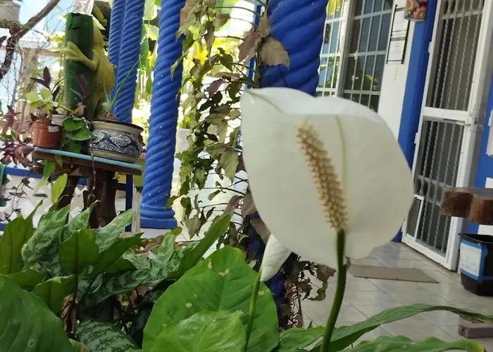 Palapas De Pensión *