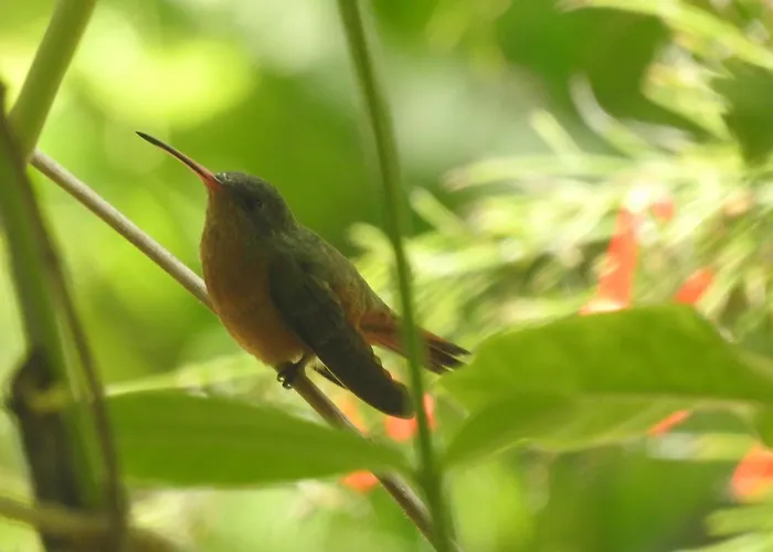 Palapas De *