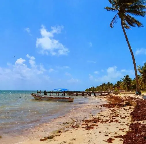 Palapas De *